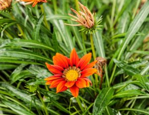 Oxford Botanic Garden & Arboretum