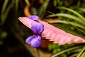 Oxford Botanic Garden & Arboretum