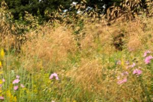 Oxford Botanic Garden & Arboretum